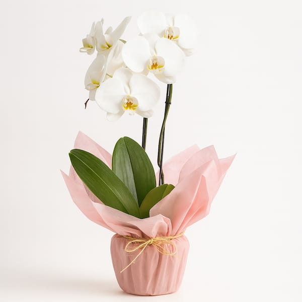 Orquídea Phalaenopsis Branca